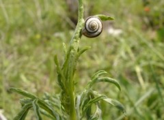 Fonds d'cran Animaux escargot quilibriste