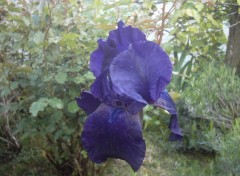 Fonds d'cran Nature iris bleu nuit