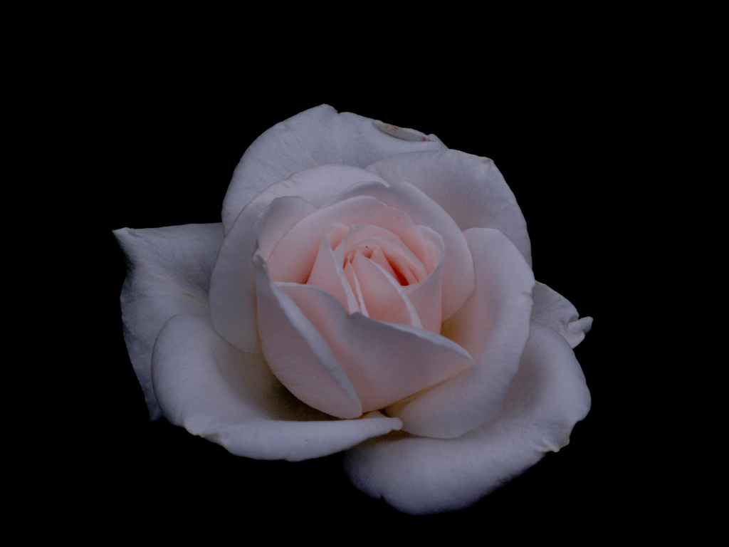 Fonds d'cran Nature Fleurs belle rose blanche