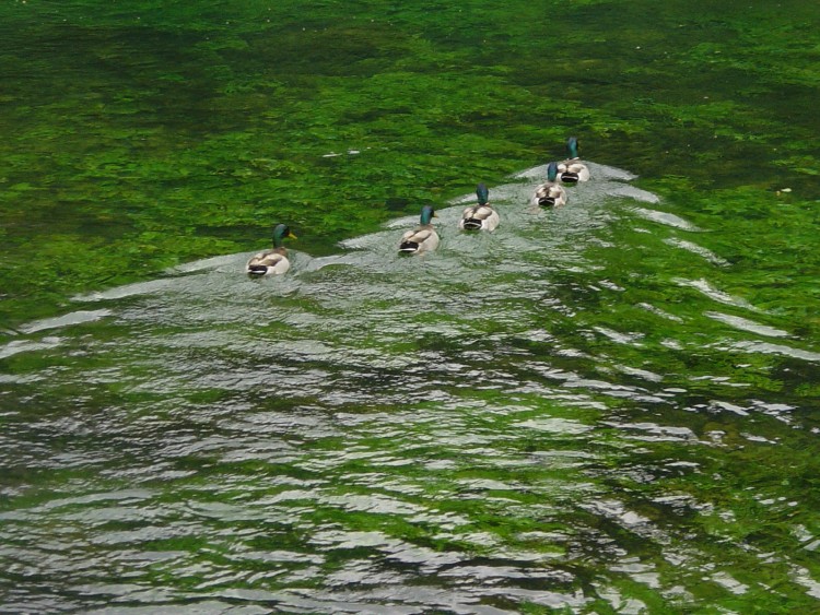 Fonds d'cran Animaux Oiseaux - Canards Canards Col Vert  Fontaine de Vaucluse