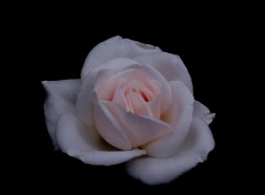 Fonds d'cran Nature belle rose blanche