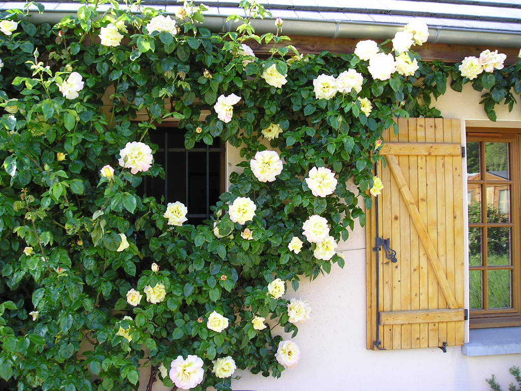 Wallpapers Nature Flowers rosier sur la terrasse