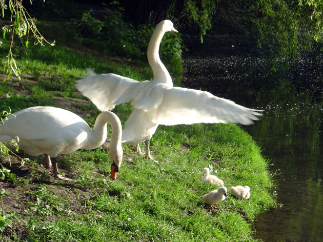 Wallpapers Animals Birds - Ducks Cygnes de la Fort du Rhin