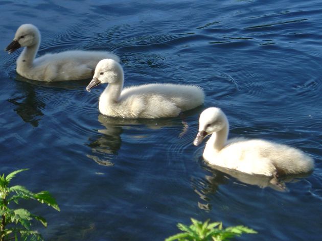 Wallpapers Animals Birds - Ducks Petits cygnes