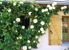 Fonds d'cran Nature rosier sur la terrasse