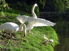 Wallpapers Animals Cygnes de la Fort du Rhin