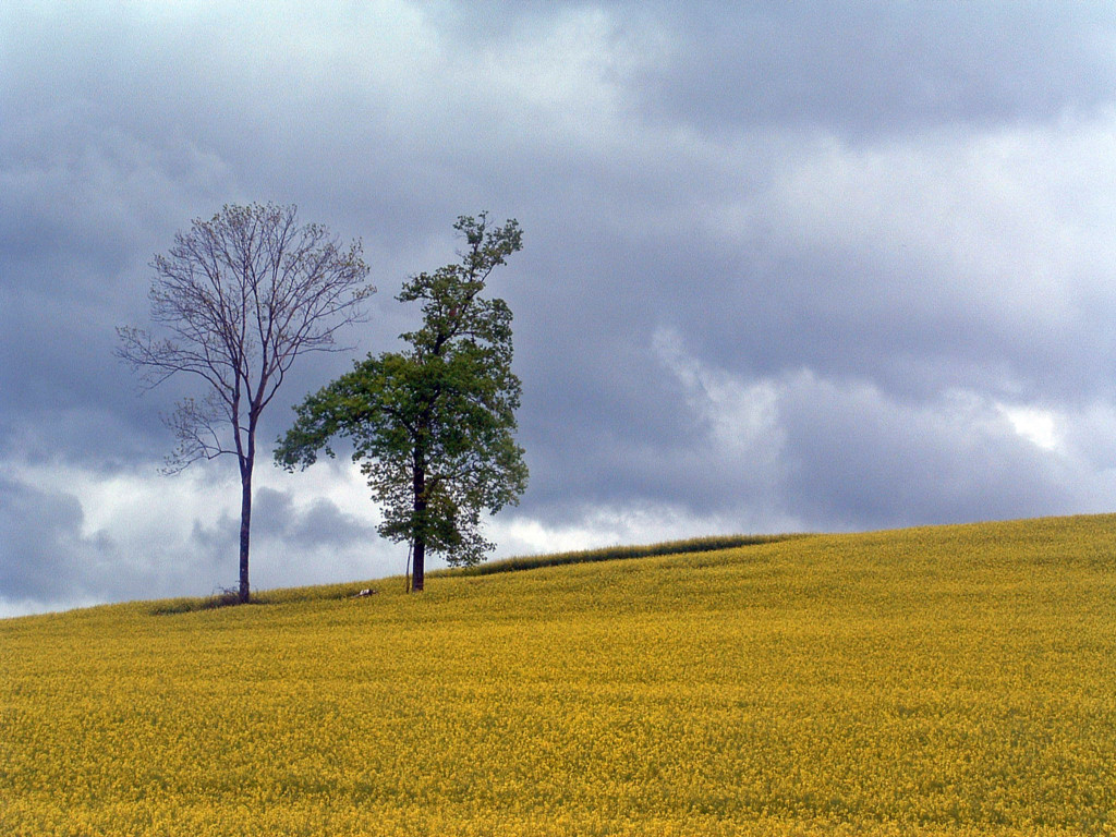 Fonds d'cran Nature Arbres - Forts Couple d'arbres... (Nature coquine !)