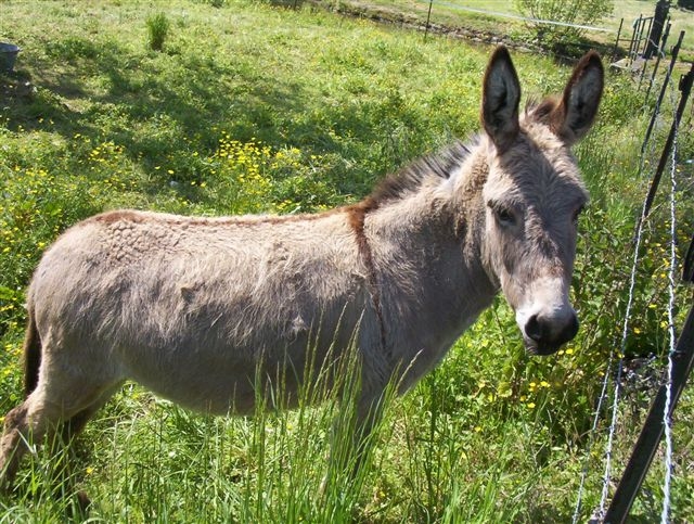 Fonds d'cran Animaux Anes 