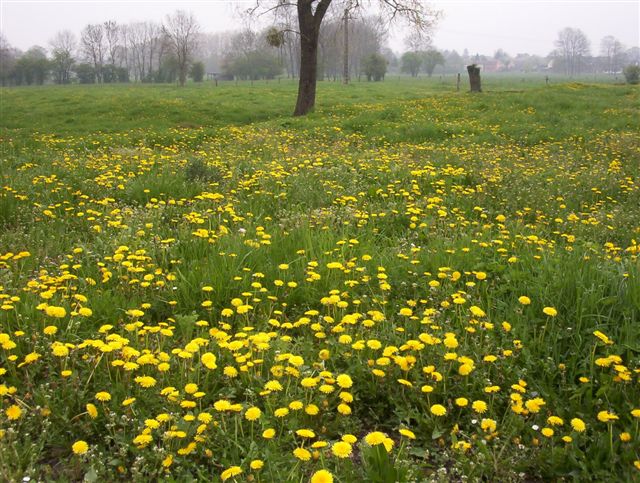 Fonds d'cran Nature Fleurs Champ de pissenlits