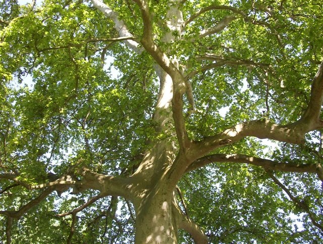 Fonds d'cran Nature Arbres - Forts Sa majest au printemps