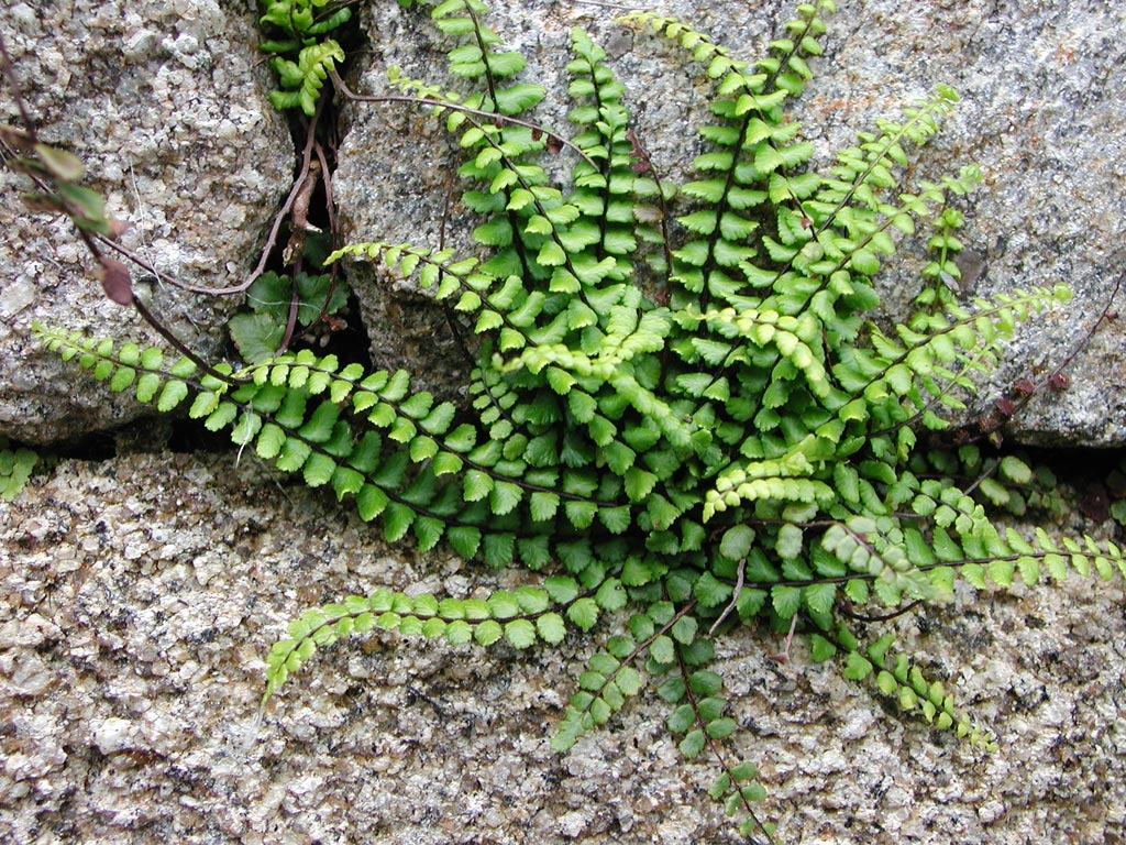 Fonds d'cran Nature Plantes - Arbustes Fougre