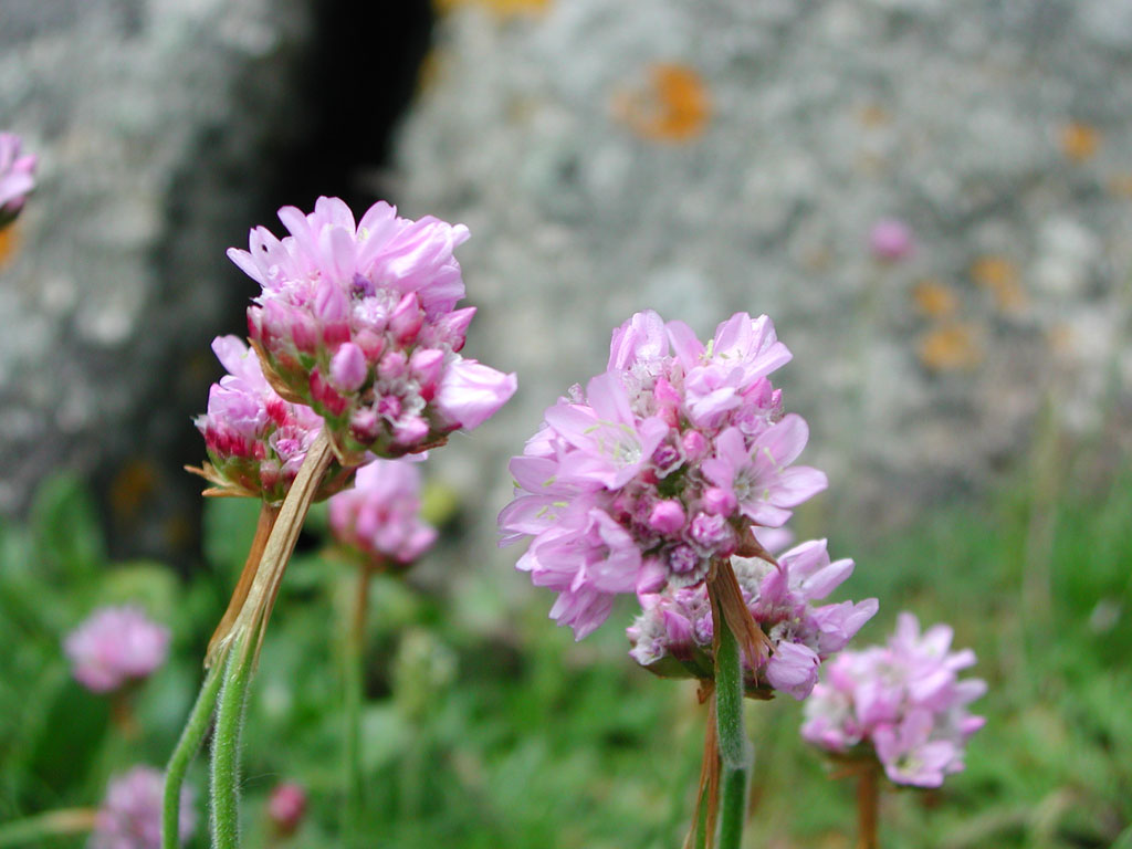 Fonds d'cran Nature Plantes - Arbustes Armrie maritime (Armeria maritima)