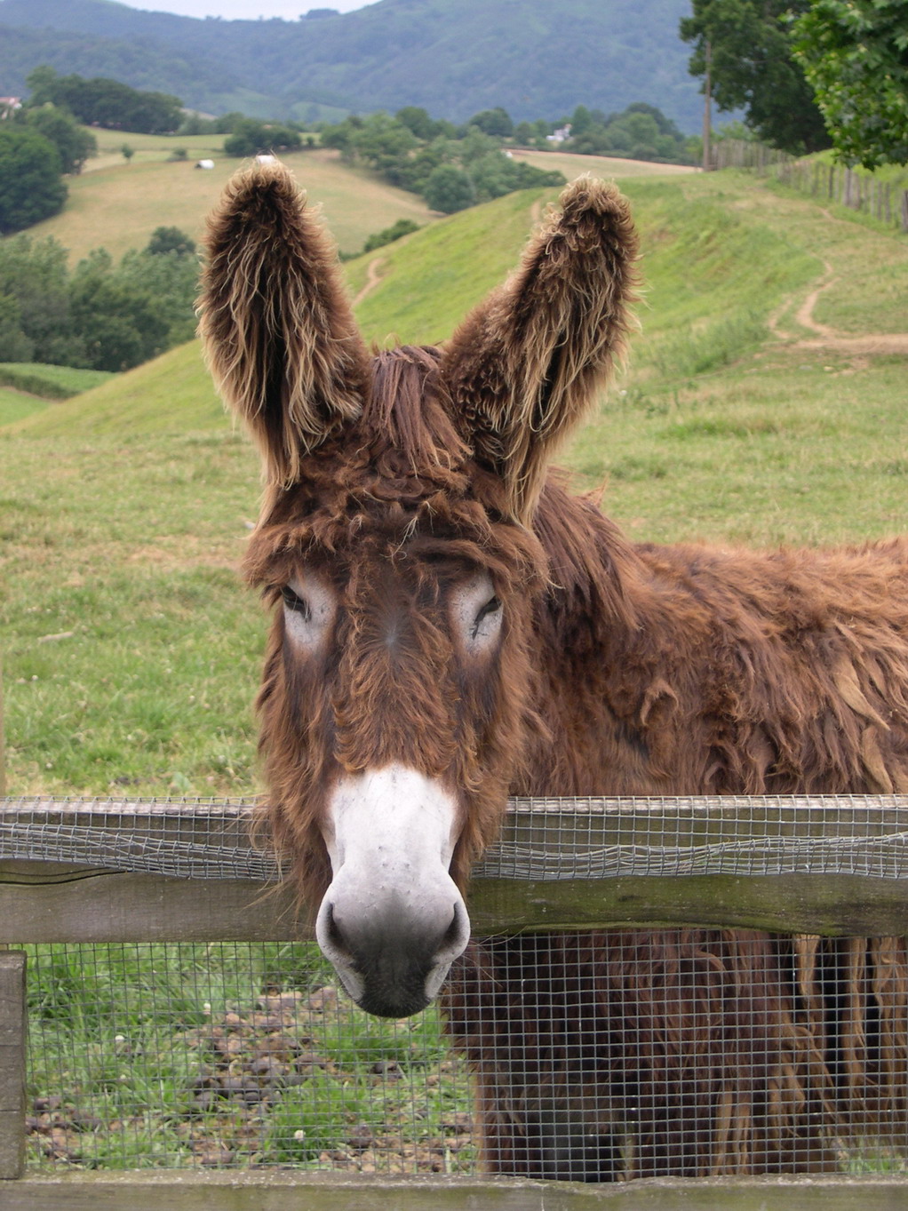 Fonds d'cran Animaux Anes Belles oreilles