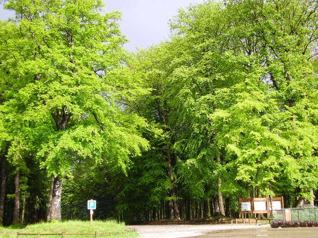 Fonds d'cran Nature Arbres - Forts 