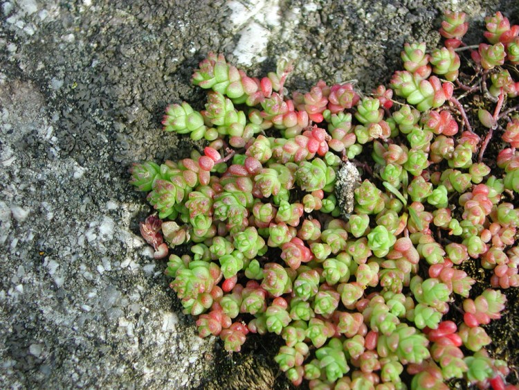 Wallpapers Nature Plants - Shrubs Orpin des anglais (Sedum anglicum)