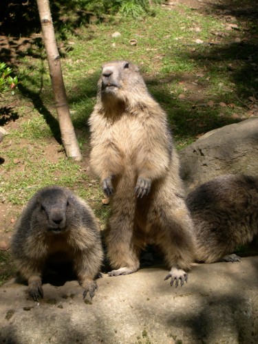 Fonds d'cran Animaux Rongeurs - Divers sans le papier d'alu