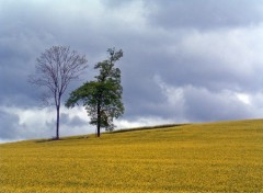 Wallpapers Nature Couple d'arbres... (Nature coquine !)