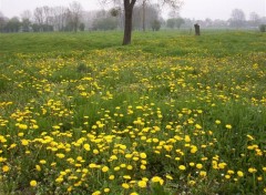 Fonds d'cran Nature Champ de pissenlits