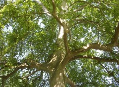 Fonds d'cran Nature Sa majest au printemps