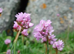 Fonds d'cran Nature Armrie maritime (Armeria maritima)