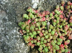 Wallpapers Nature Orpin des anglais (Sedum anglicum)