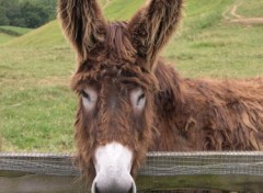 Wallpapers Animals Belles oreilles