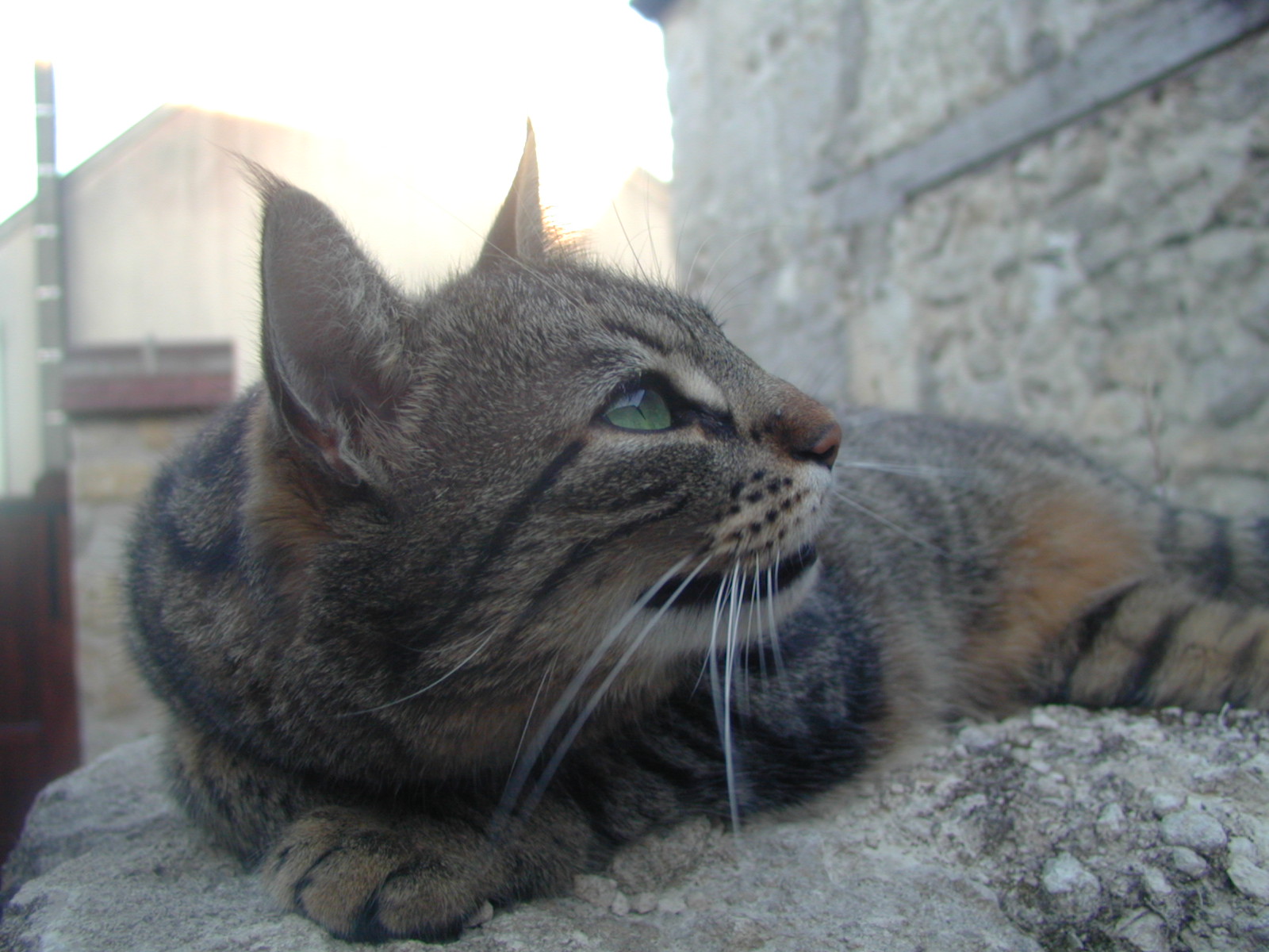 Fonds d'cran Animaux Chats - Chatons Dd