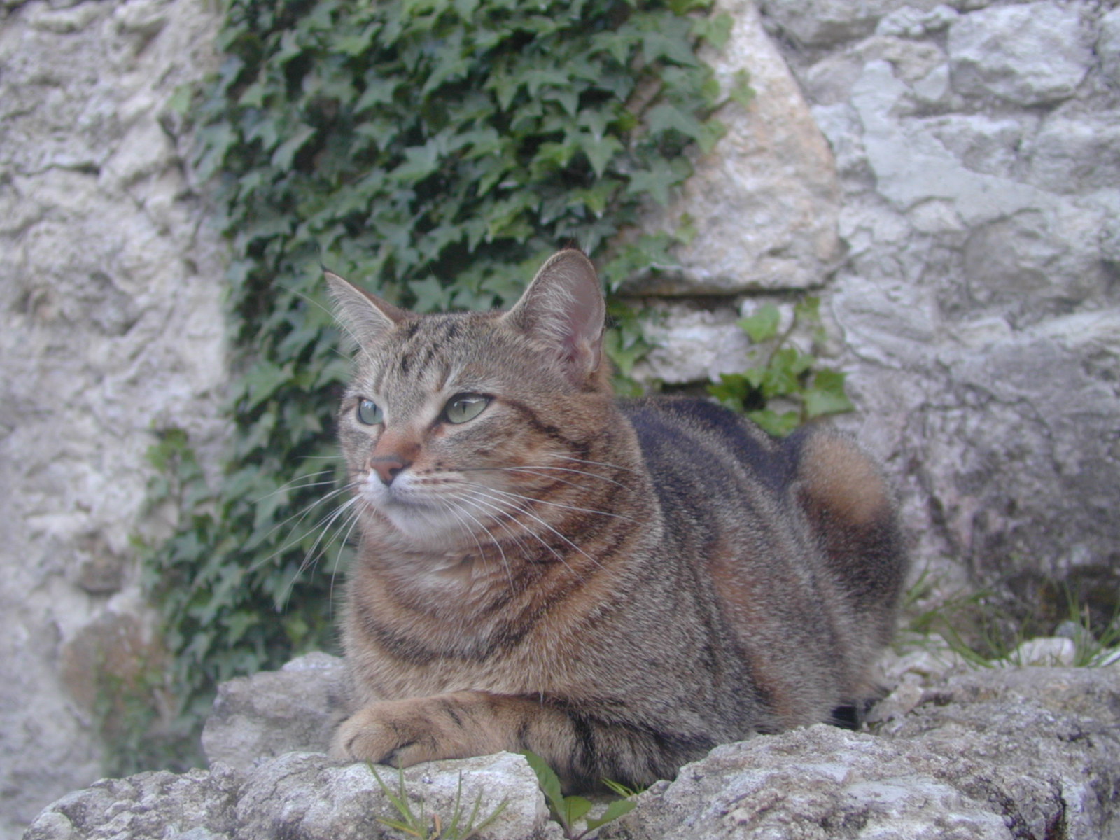 Fonds d'cran Animaux Chats - Chatons Saka