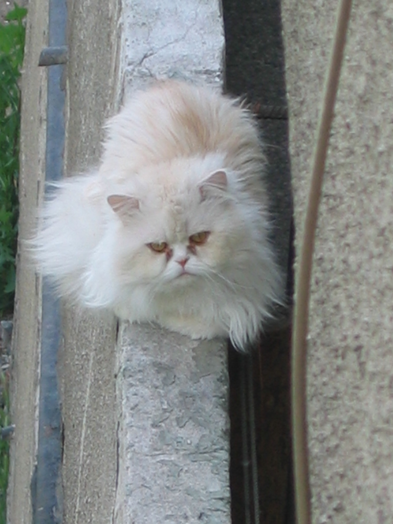 Fonds d'cran Animaux Chats - Chatons White cat