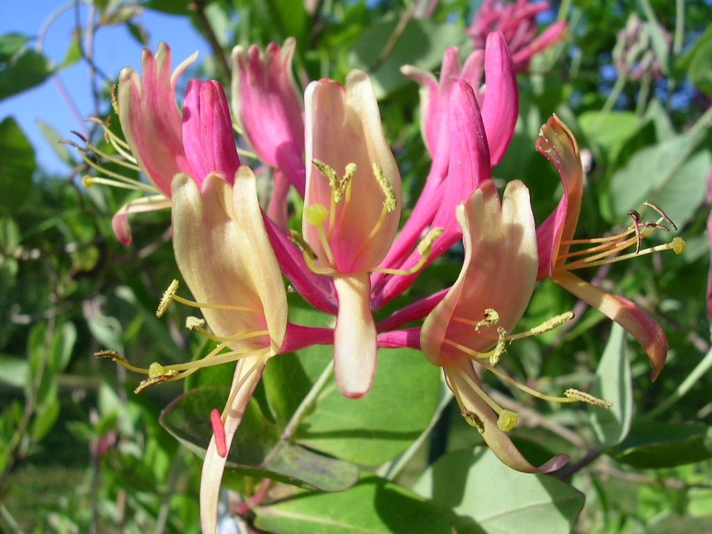 Wallpapers Nature Flowers chevrefeuille