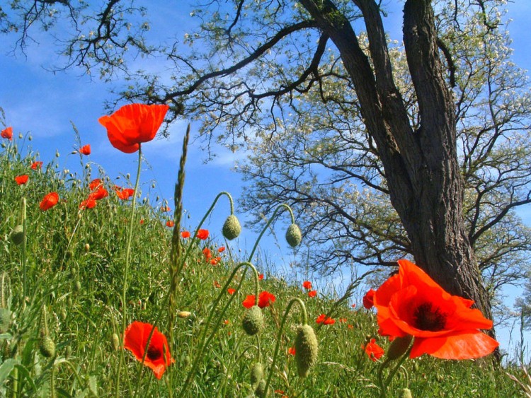 Fonds d'cran Nature Fleurs Enfin le soleil et la chaleur !