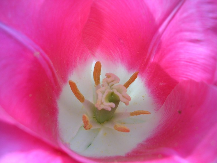 Fonds d'cran Nature Fleurs tulipe ouverte