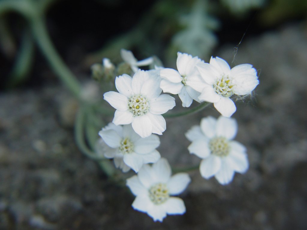 Fonds d'cran Nature Fleurs 