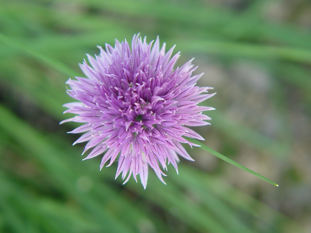 Fonds d'cran Nature Fleurs 