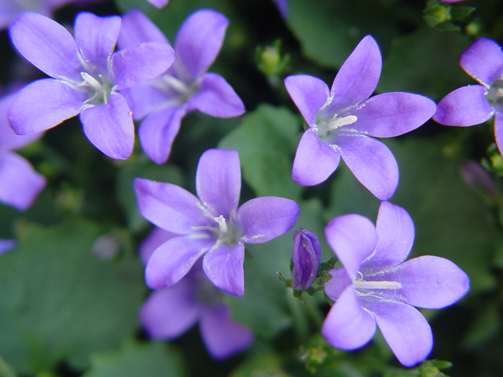 Fonds d'cran Nature Fleurs 