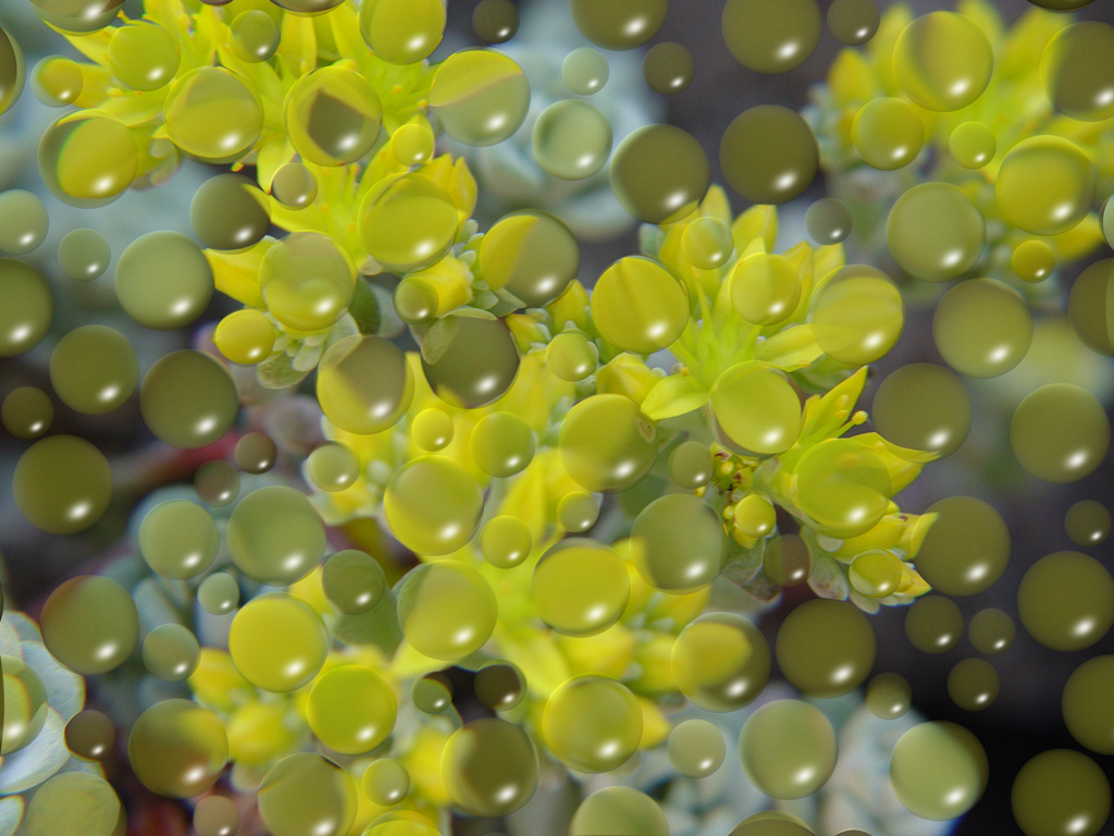 Fonds d'cran Nature Fleurs 