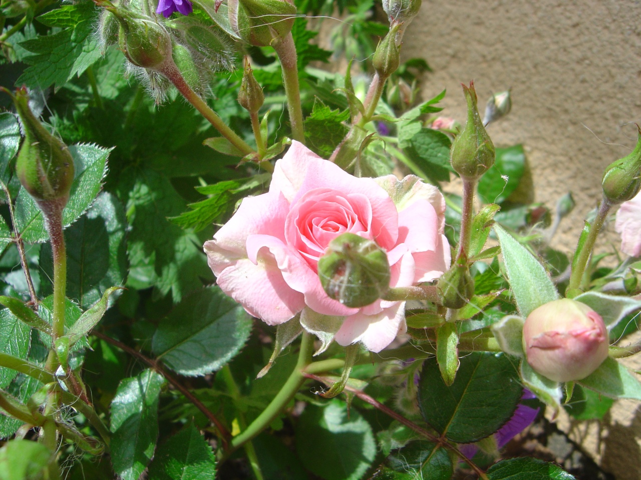 Fonds d'cran Nature Fleurs Rose du jardin