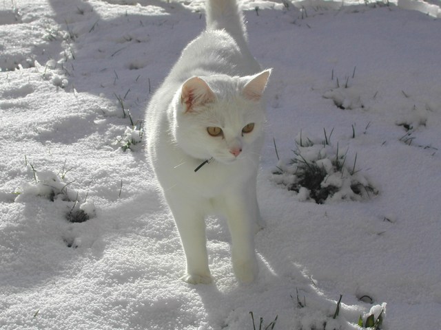 Wallpapers Animals Cats - Kittens Mon chat dans la neige