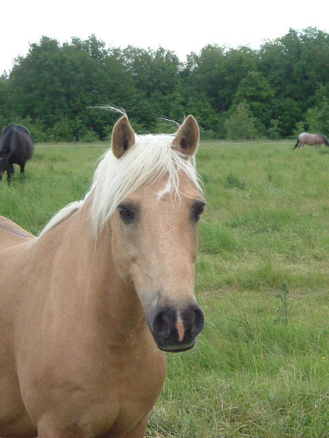 Wallpapers Animals Horses Caramel