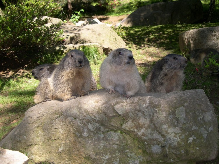 Fonds d'cran Animaux Rongeurs - Divers un trio