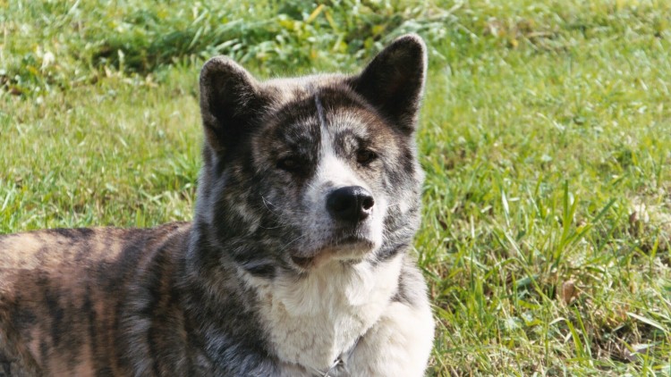 Fonds d'cran Animaux Chiens Saya Niji No Kanata