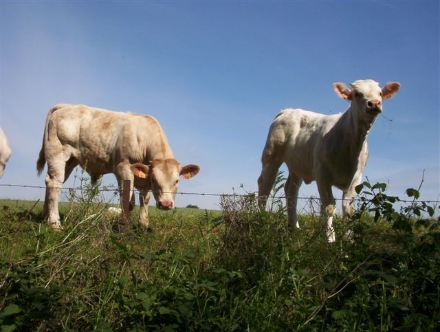 Fonds d'cran Animaux Vaches - Taureaux - Boeufs Petits veaux curieux!