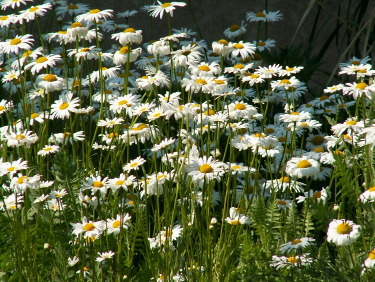 Fonds d'cran Nature Fleurs marguerites