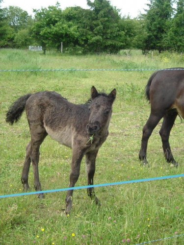 Wallpapers Animals Horses Notre poney club