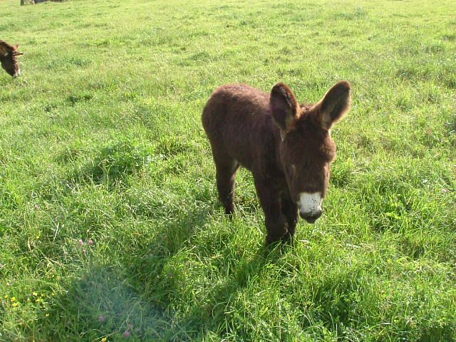 Fonds d'cran Animaux Anes Le bebe de 15 jours