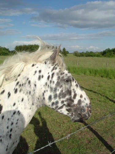 Fonds d'cran Animaux Chevaux Damlatien