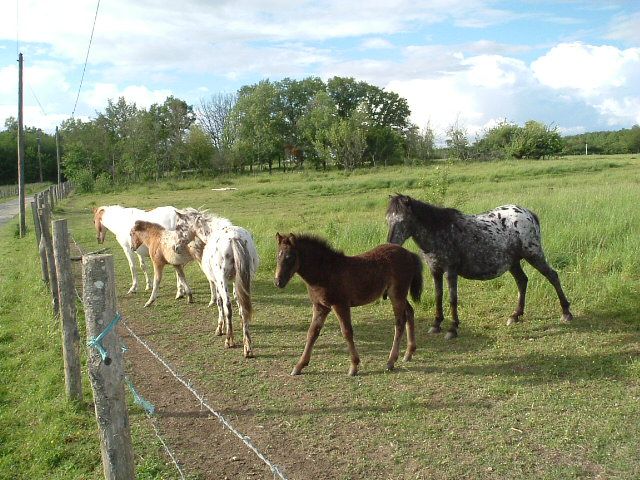 Wallpapers Animals Horses Neige