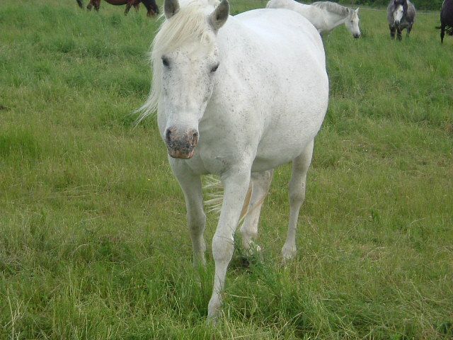 Fonds d'cran Animaux Chevaux Neige