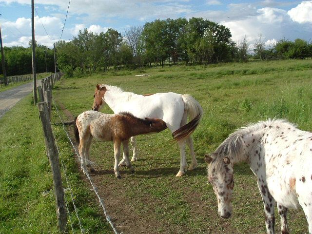 Fonds d'cran Animaux Chevaux Tous au pr