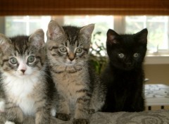 Fonds d'cran Animaux Mes Chatons